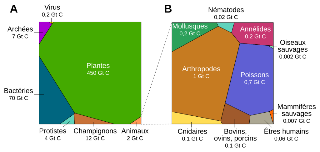 La répartition de la biomasse en fonction des groupes d'êtres vivants.